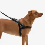 SofterWalk No Pull Dog Harness | Gotham