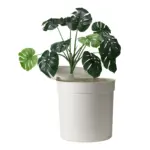 dematting comb for cats - Professional Guide and Review