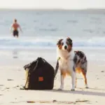 Dog Beach Anchor Bag with Leash