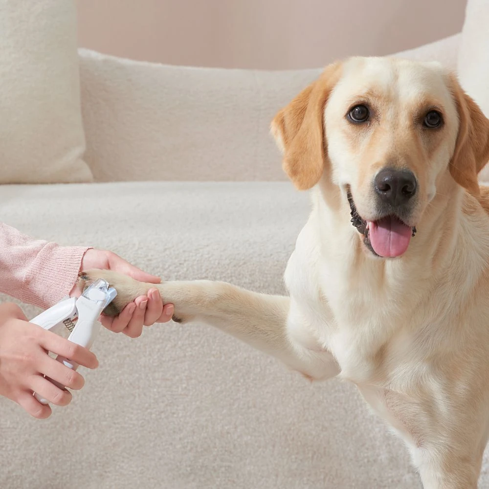 Furrytail1000px_3_758ee634-8067-481f-b975-ac6b995dc2de_2000x pet travel carrier with wheels - Professional Guide and Review