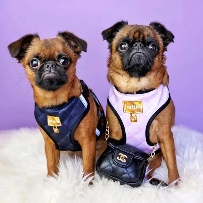 IDHar999_Chewnel_BLK_7_2000x Personalised Pet Harness - Classic Chewnel