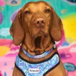 Personalised Pet Harness - Rainbow Dreams