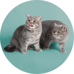 pet brush in use on german shepherd