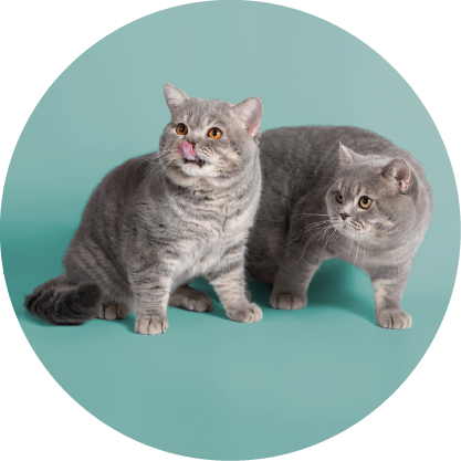 cat id tag - Professional Guide and Review