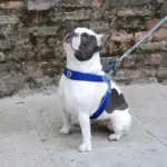 Cinquetorri Step-in Dog Harness, Blue