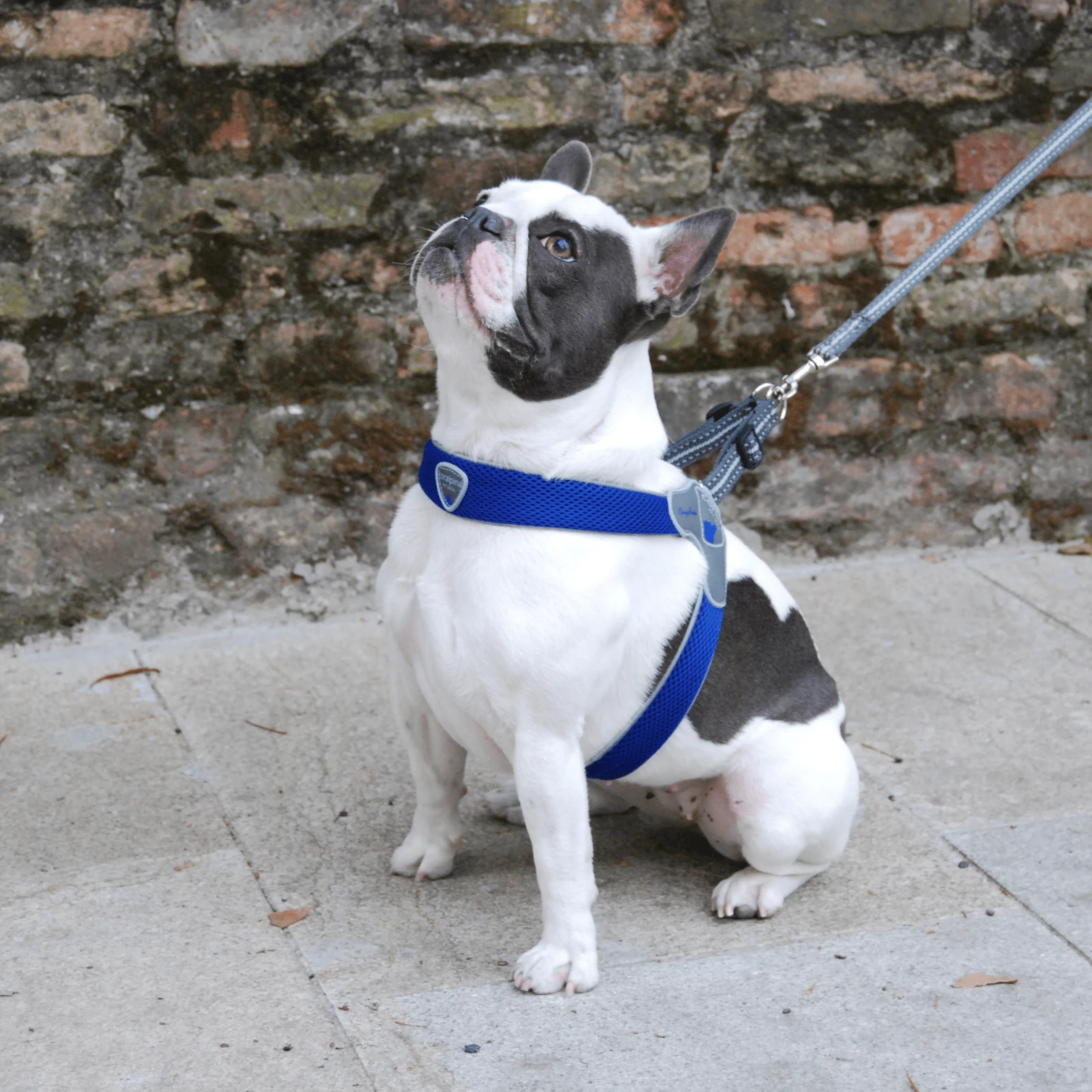 coralpina-pet-soul-dog-harness-cinquetorri-step-in-dog-harness-blue-24288151011527_2000x Cinquetorri Step-in Dog Harness, Blue