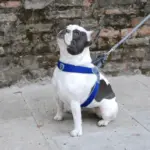 Cinquetorri Step-in Dog Harness, Blue