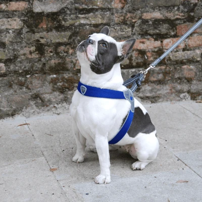 coralpina-pet-soul-dog-harness-cinquetorri-step-in-dog-harness-blue-24288151011527_400x Cinquetorri Step-in Dog Harness, Blue