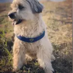 Cinquetorri Step-in Dog Harness, Blue