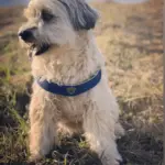 Cinquetorri Step-in Dog Harness, Blue