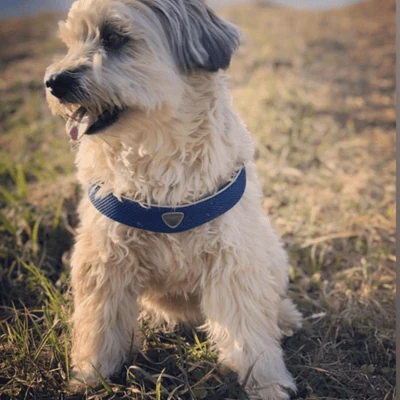 coralpina-pet-soul-dog-harness-cinquetorri-step-in-dog-harness-blue-24288151142599_400x Cinquetorri Step-in Dog Harness, Blue