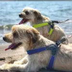 Cinquetorri Step-in Dog Harness, Red