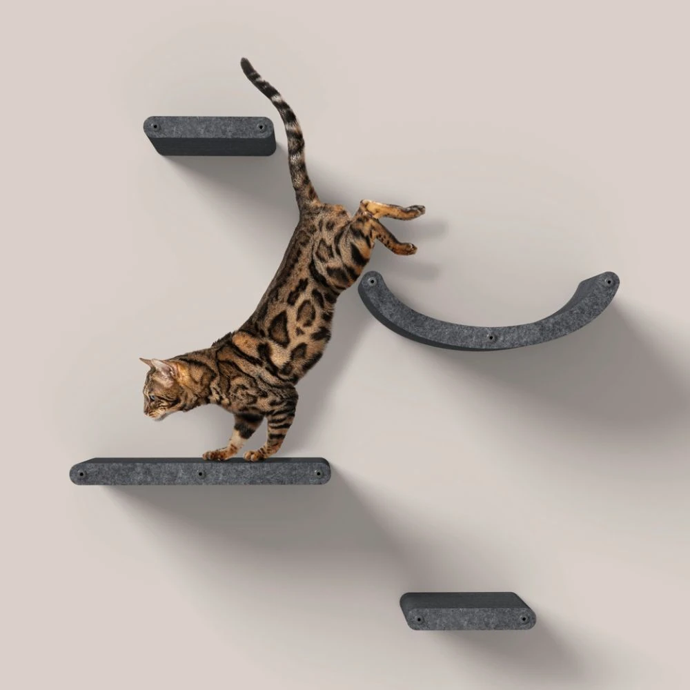 dog house house adjacent to charcoal wall-mounted cat climber shelves