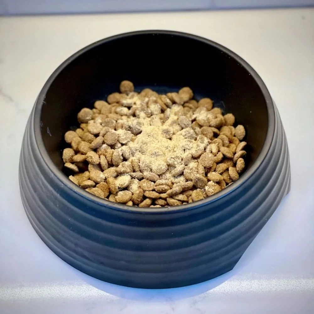 medium-sized dog entering dog transport crate in living room