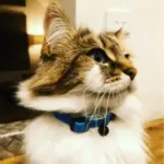 Hunter Premium Capri Designer Leather Cat Collar