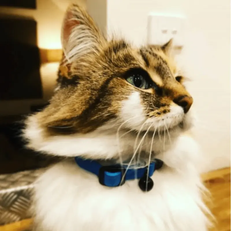 Hunter Premium Capri Designer Leather Cat Collar