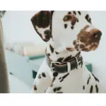 Hunter Aalborg Special Leather Dog Collar, Black