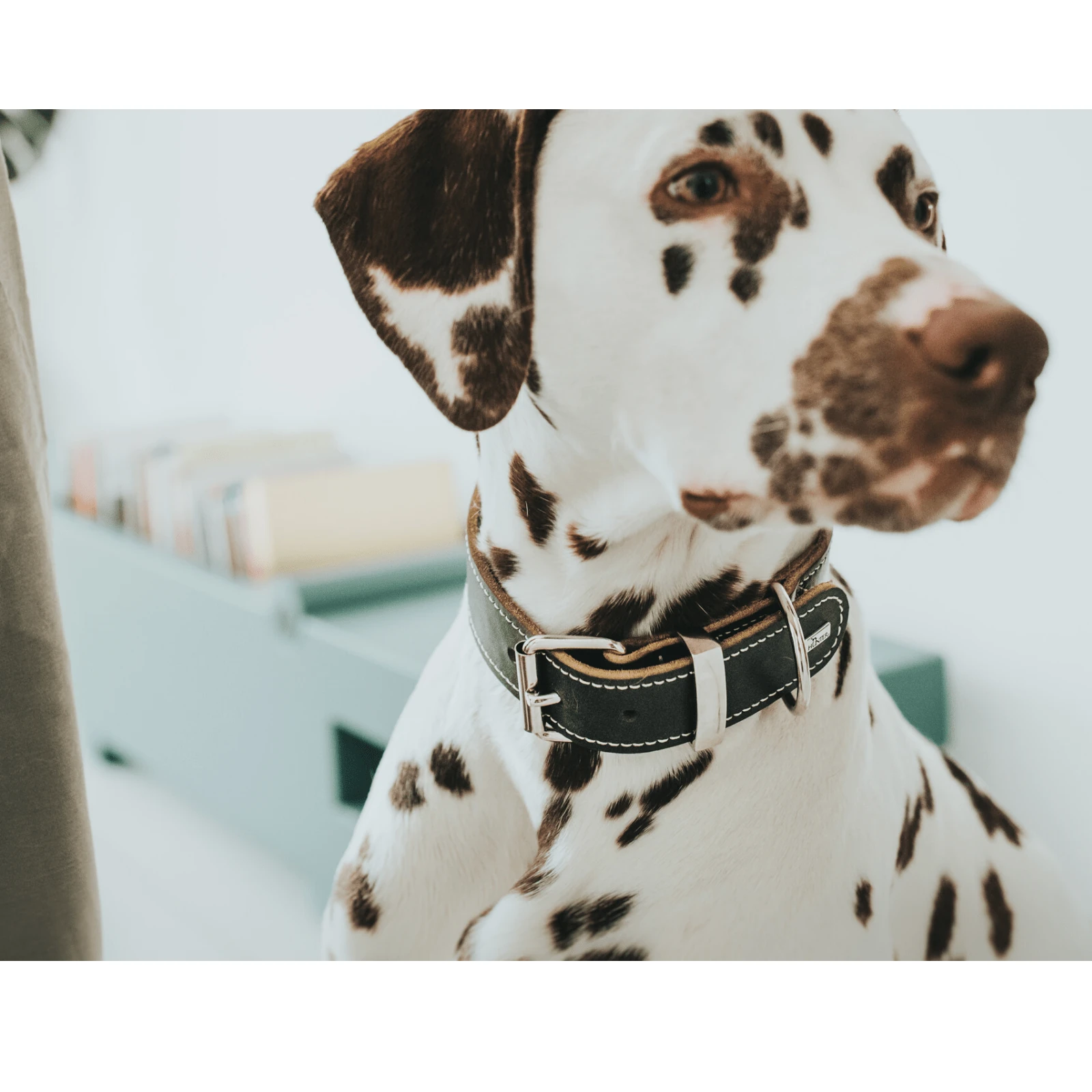 hunter-international-dog-collar-hunter-aalborg-special-leather-dog-collar-black-14957008388199_2000x Hunter Aalborg Special Leather Dog Collar, Black