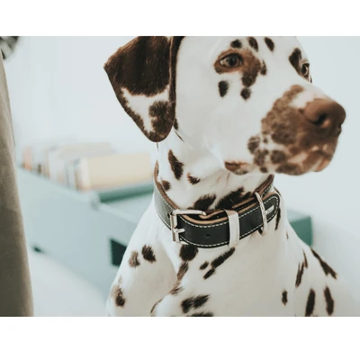 hunter-international-dog-collar-hunter-aalborg-special-leather-dog-collar-black-14957008388199_400x Hunter Aalborg Special Leather Dog Collar, Black