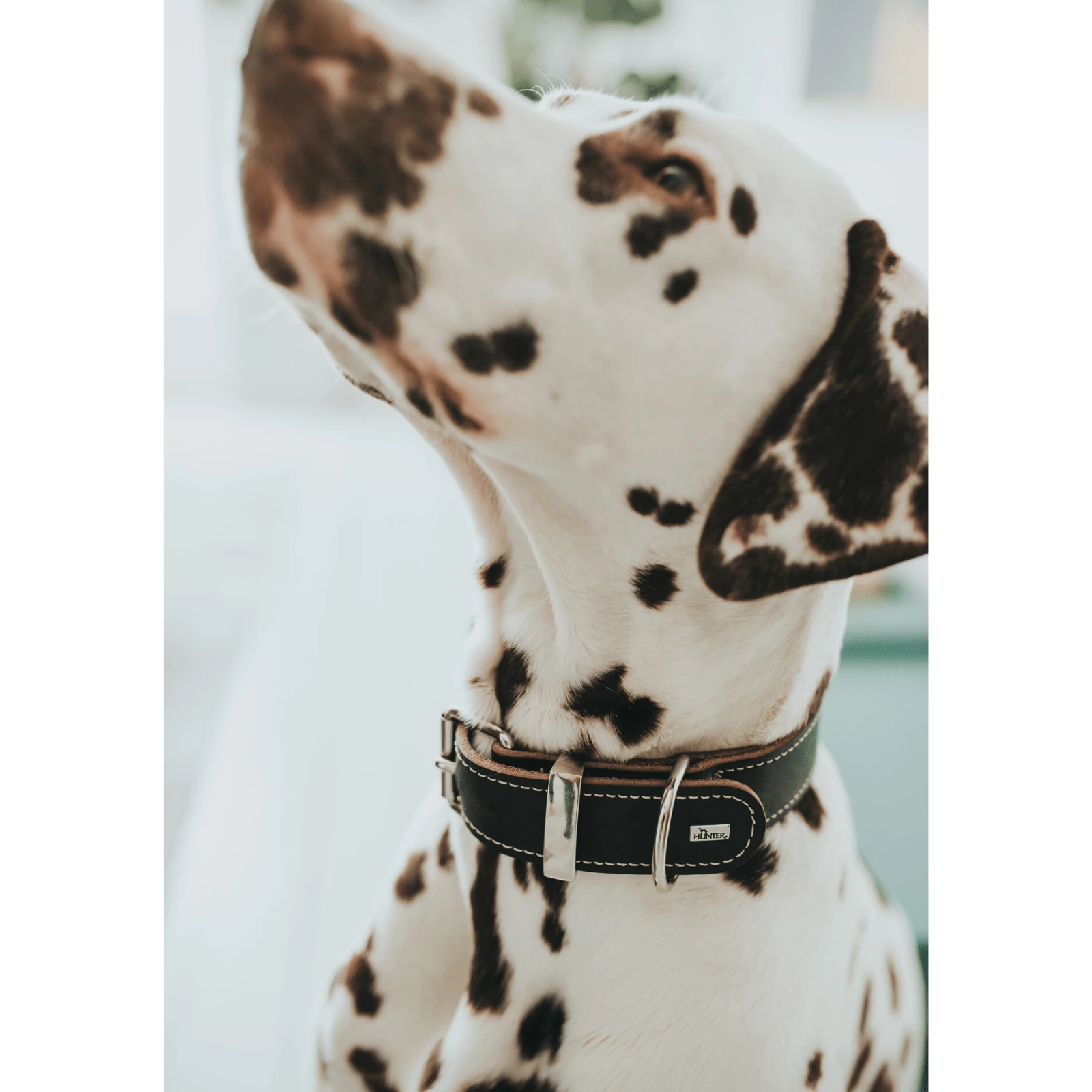 hunter-international-dog-collar-hunter-aalborg-special-leather-dog-collar-black-14957008420967_2000x Hunter Aalborg Special Leather Dog Collar, Black