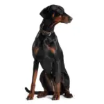 Hunter Canadian Elk Leather Dog Collar, Black