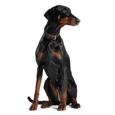 hunter-international-dog-collar-hunter-canadian-elk-leather-dog-collar-black-6952793768039_400x Hunter Canadian Elk Leather Dog Collar, Black