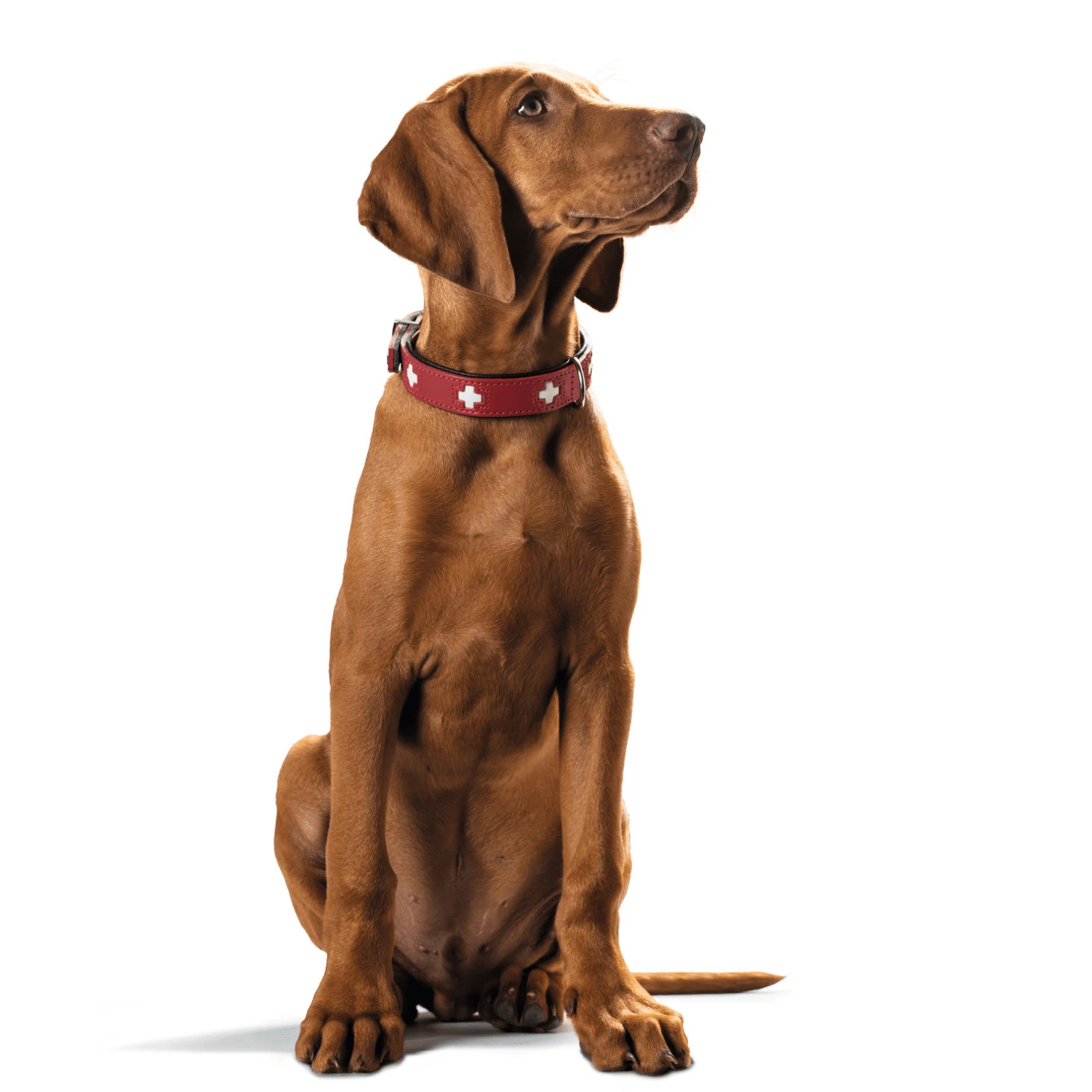 hunter-international-dog-collar-hunter-classic-swiss-leather-dog-collar-15988576518247_2000x Hunter Classic Swiss Leather Dog Collar