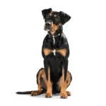 Hunter Classic Swiss Leather Dog Collar