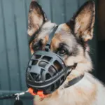 Hunter Dog Muzzle Albury