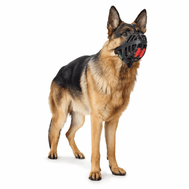 camouflage dog collar - Professional Guide and Review