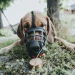Hunter Dog Muzzle Albury