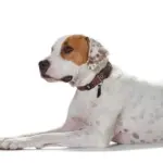 large dog pushchair - Professional Guide and Review