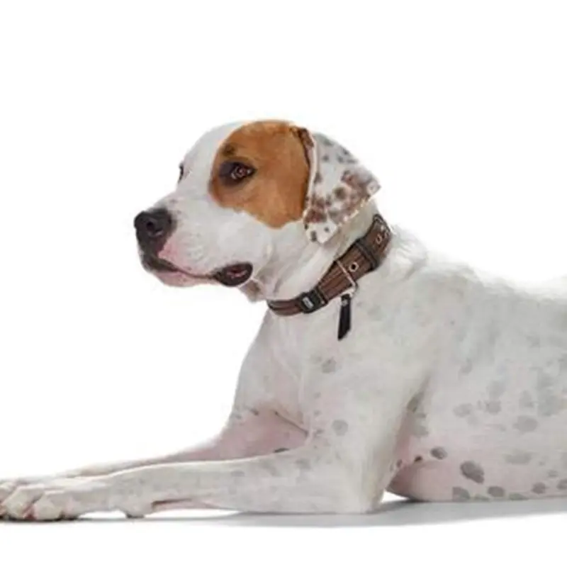 large dog pushchair - Professional Guide and Review