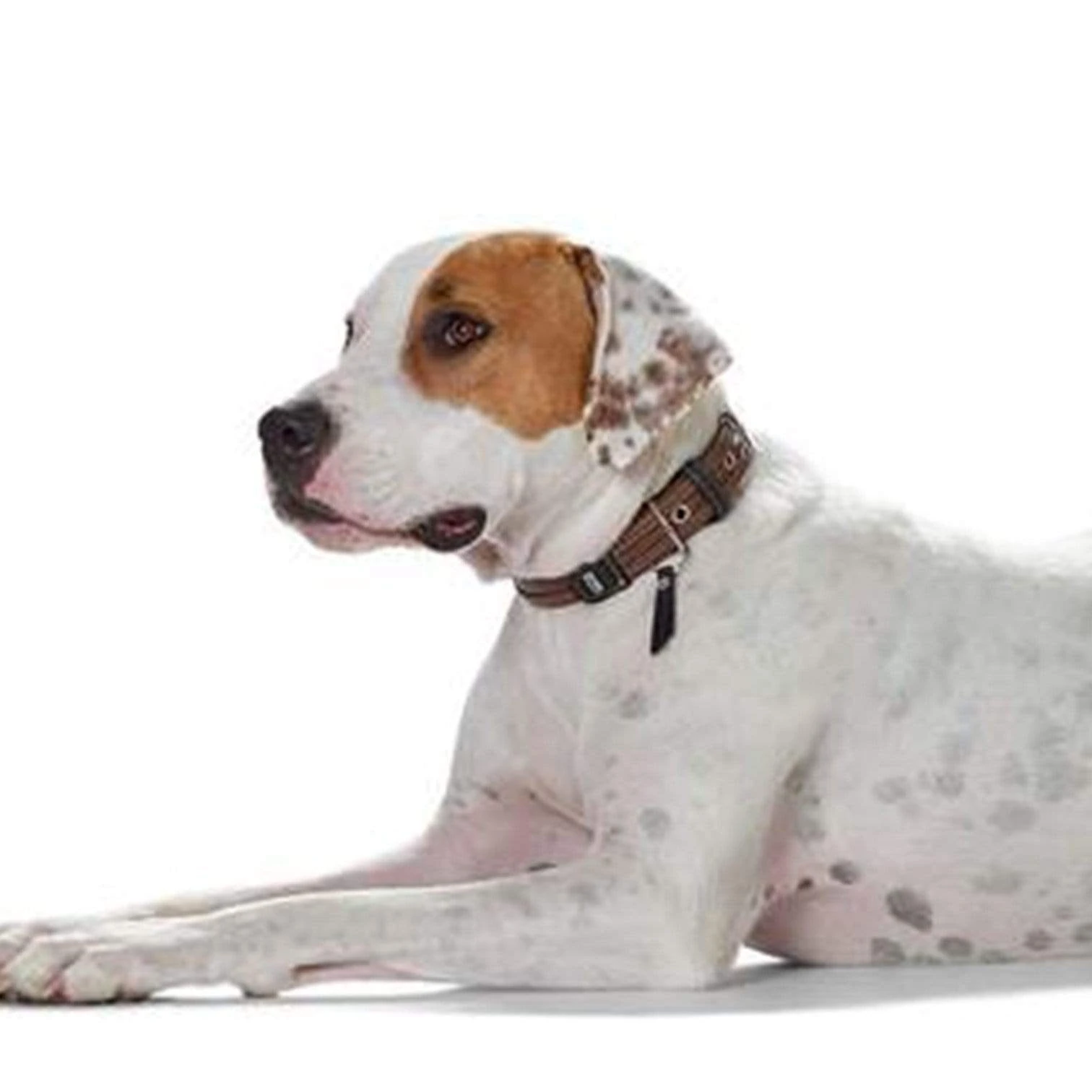 large dog pushchair - Professional Guide and Review