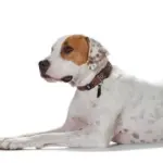 Hunter Sansibar Special Edition Leather Dog Collar