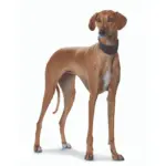 leather dog collar black - Professional Guide and Review