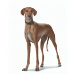 Hunter Super Soft Greyhound Leather Dog Collar