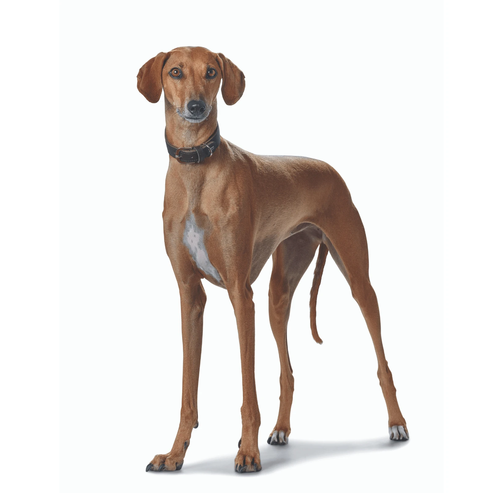 hunter-international-dog-collar-hunter-super-soft-greyhound-leather-dog-collar-15988852228199_2000x Hunter Super Soft Greyhound Leather Dog Collar