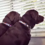 Personalised Dog Collar - Picnic Time