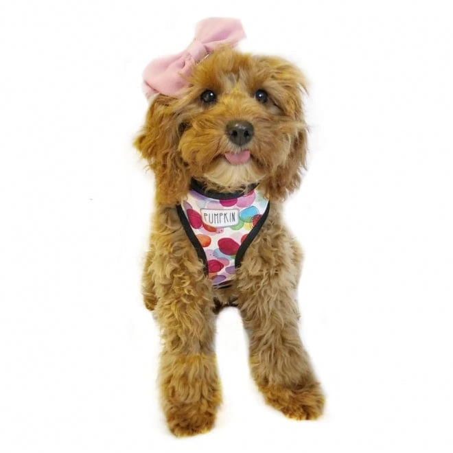 id-pet-pet-harness-personalised-pet-harness-confetti-37001204334811_2000x Personalised Pet Harness - Confetti