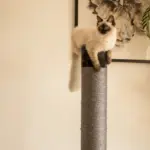 Cat Scratching Post, Charcoal
