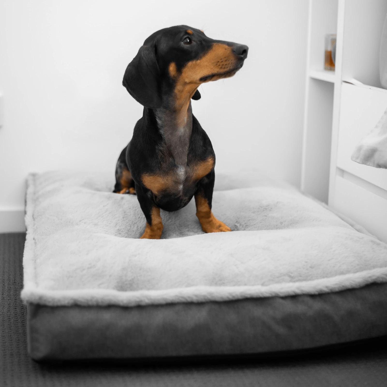 modern-pets-dog-bed-luxury-dog-mattress-orthopedic-storm-grey-28712052326599_2000x Luxury Dog Mattress Orthopedic, Storm Grey