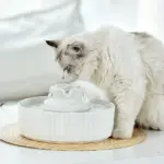 Ceramic Pet Water Fountain