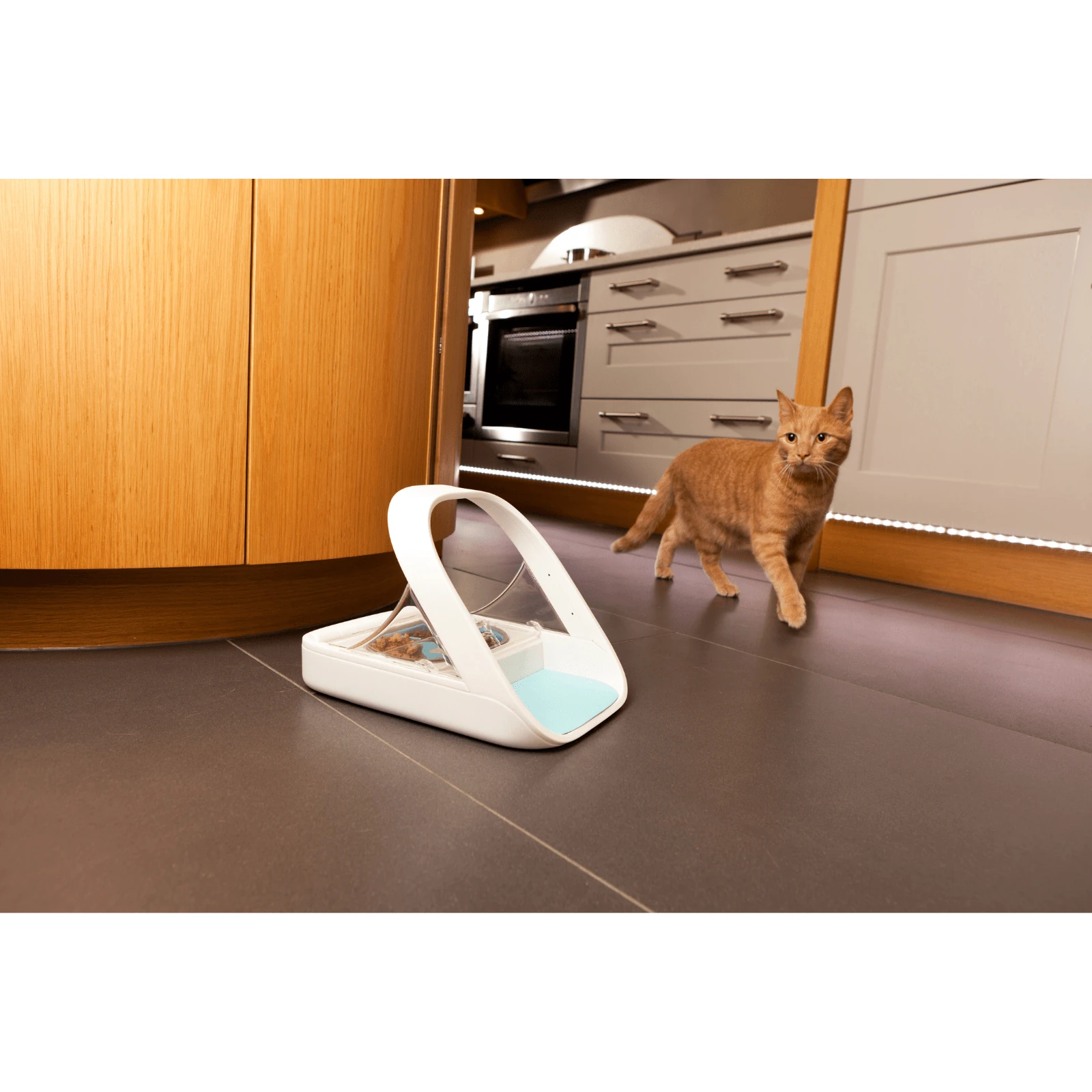 product_image_1761125966 ant free dog bowl - Professional Guide and Review