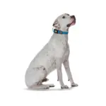 Hunter Maui Vario Plus Dog Collar Heavy Duty Clasp Buckle