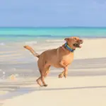 Hunter Maui Vario Plus Dog Collar Heavy Duty Clasp Buckle