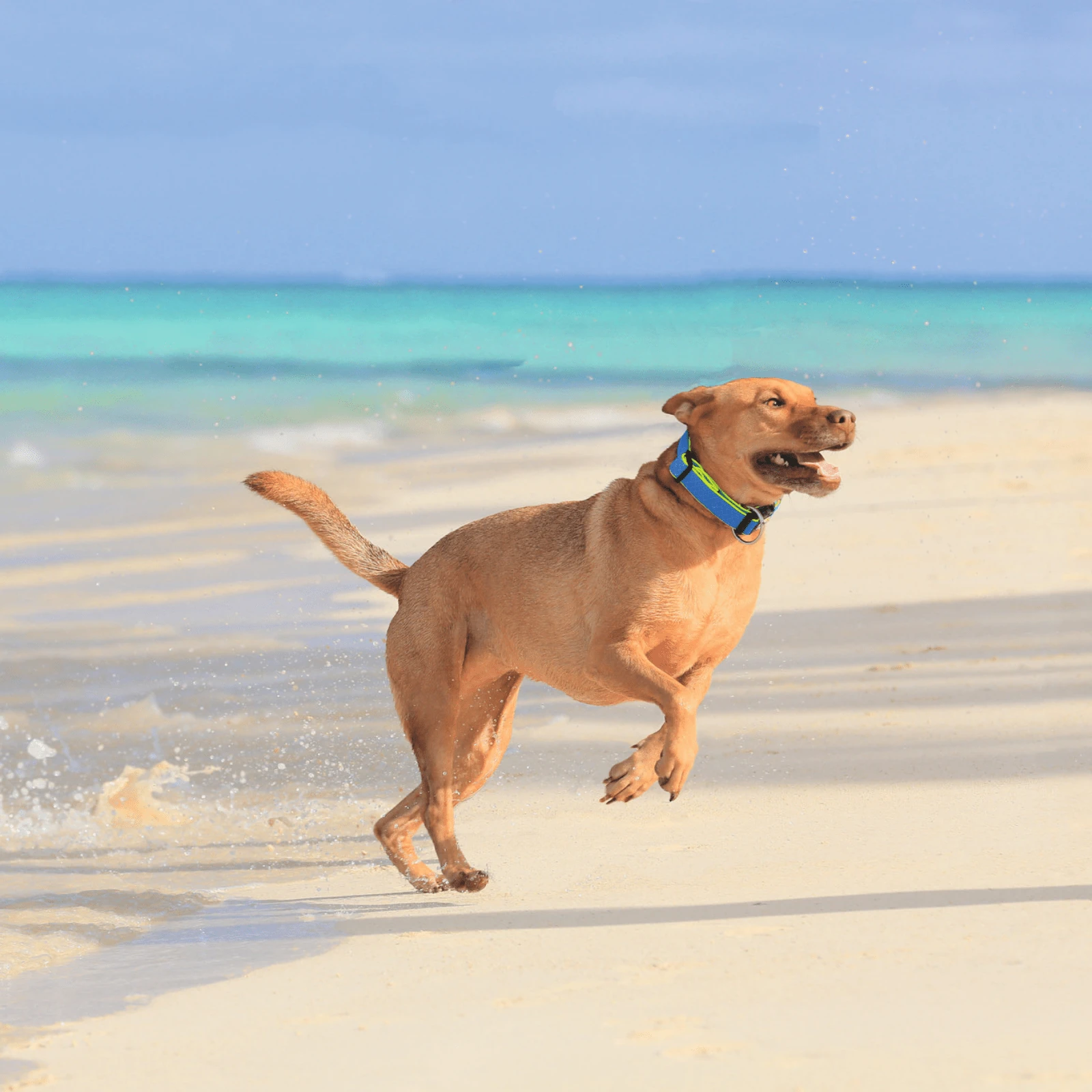 product_image_1761132105 Hunter Maui Vario Plus Dog Collar Heavy Duty Clasp Buckle