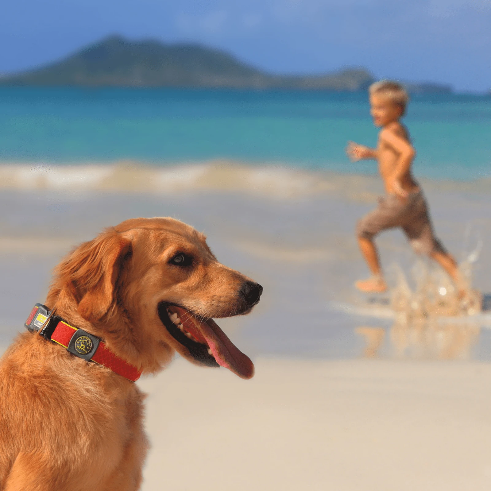 product_image_1761132110 Hunter Maui Vario Plus Dog Collar Heavy Duty Clasp Buckle