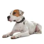 Hunter Sansibar Special Edition Leather Dog Collar