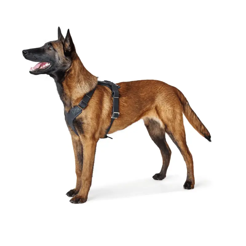 Hunter Aalborg Soft Genuine Leather Dog Harness, Black